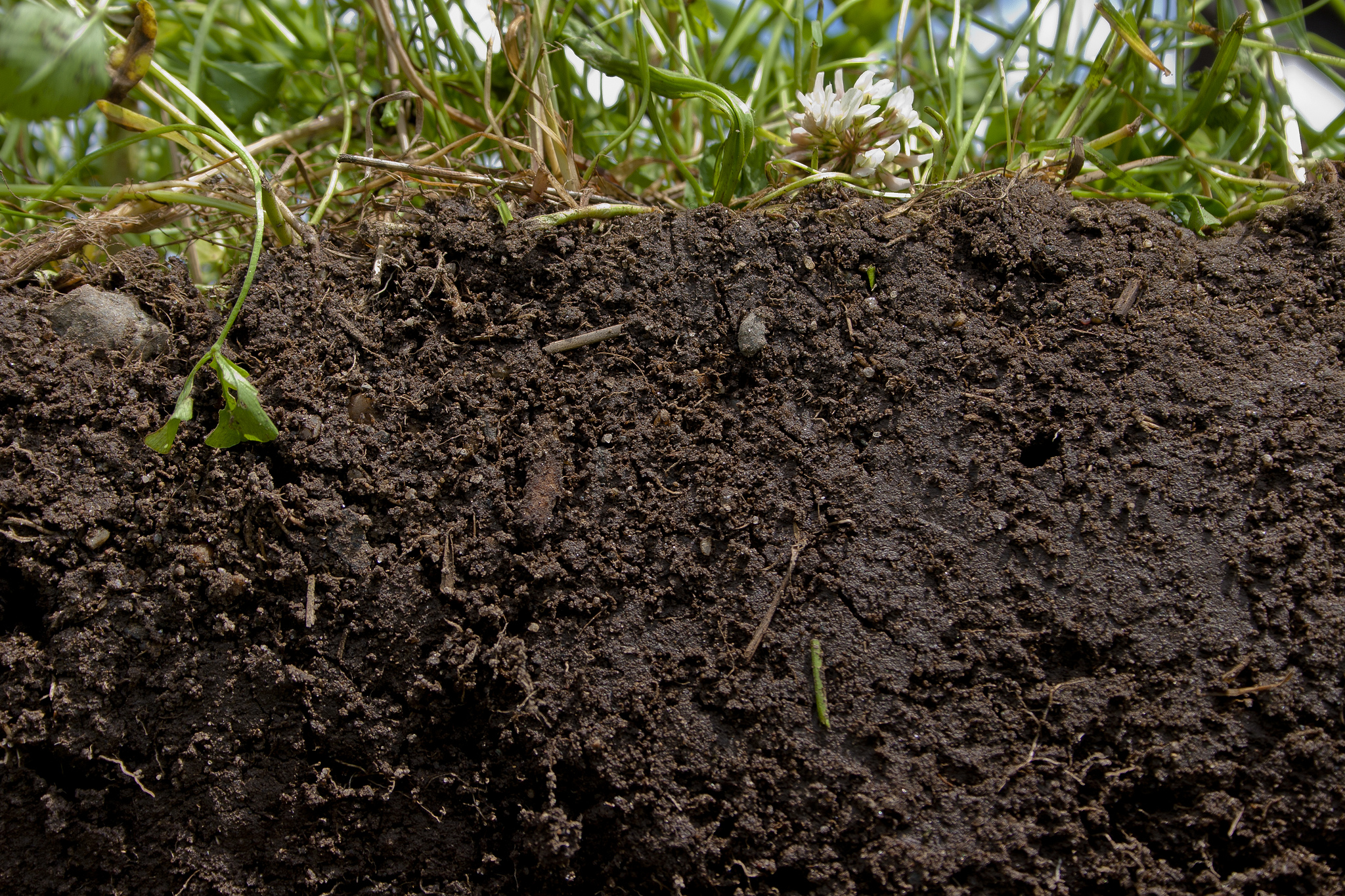 What Is Healthy Soil Made Up Of