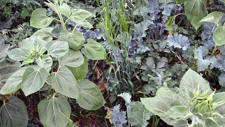 An example of a polyculture or cocktail crop. This particular crop has sunflowers, brassicas, cereals, and lupins. Gabe Brown’s experience is that cocktail crops triple biomass production in drought compared to monocultures of the species sown. 