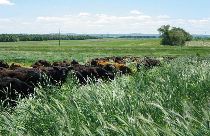 Short interval, higher intensity grazing on taller mixed grass paddocks