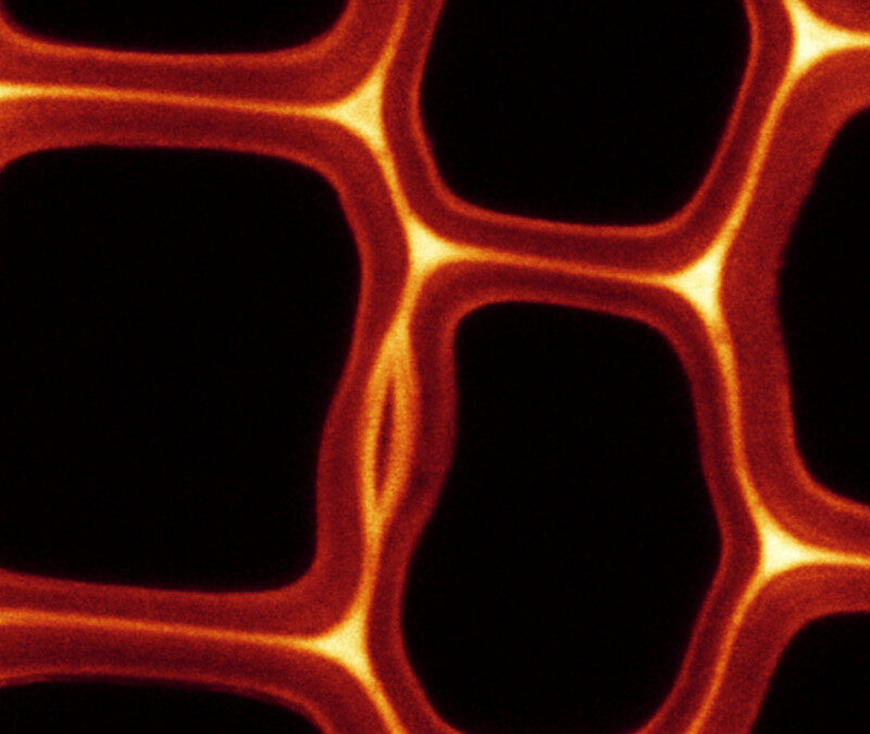 Confocal microscopy showing lignin in Radiata Pine cells walls.