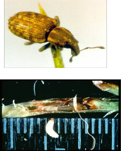 The Argentine stem weevil - a major pasture pest in New Zealand perennial grass pastures