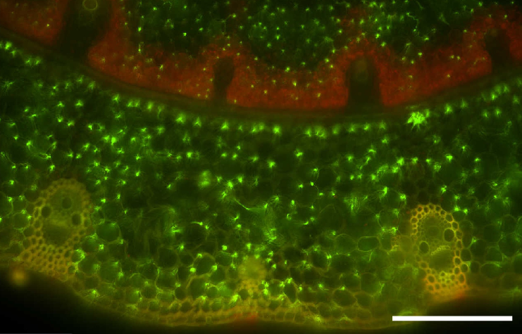 Epichloë hyphae in grass leaf tissue – a cross section through a leaf tiller showing hyphae as green dots