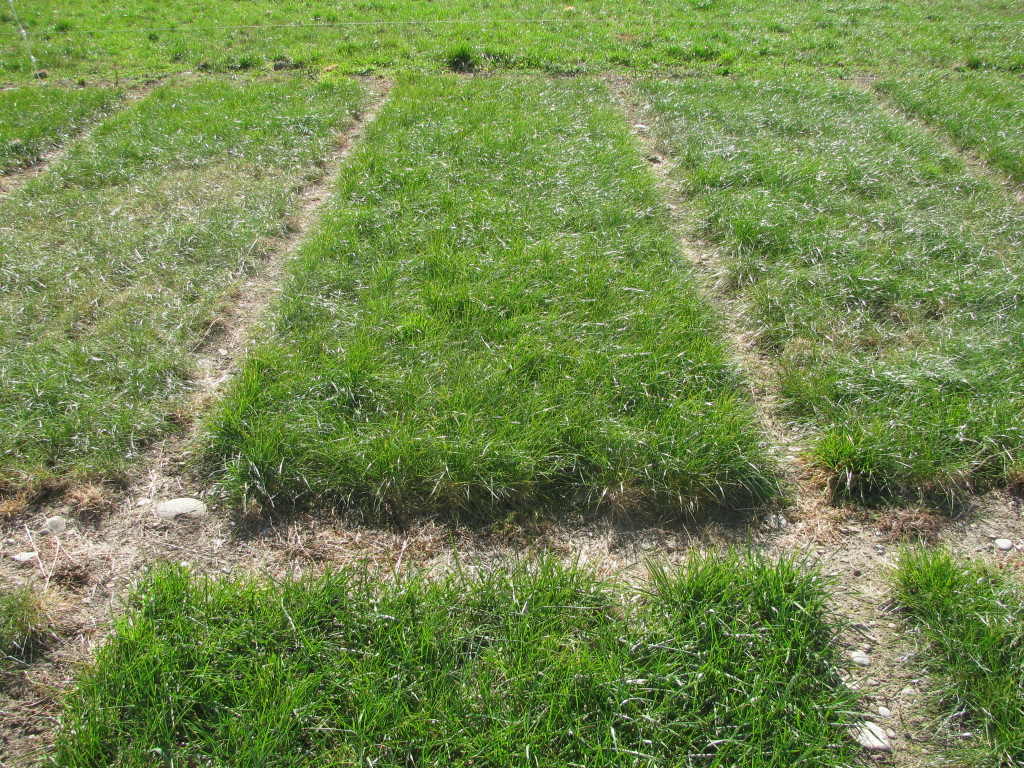 AR37 (middle plot) compared with ryegrasses with other endophytes