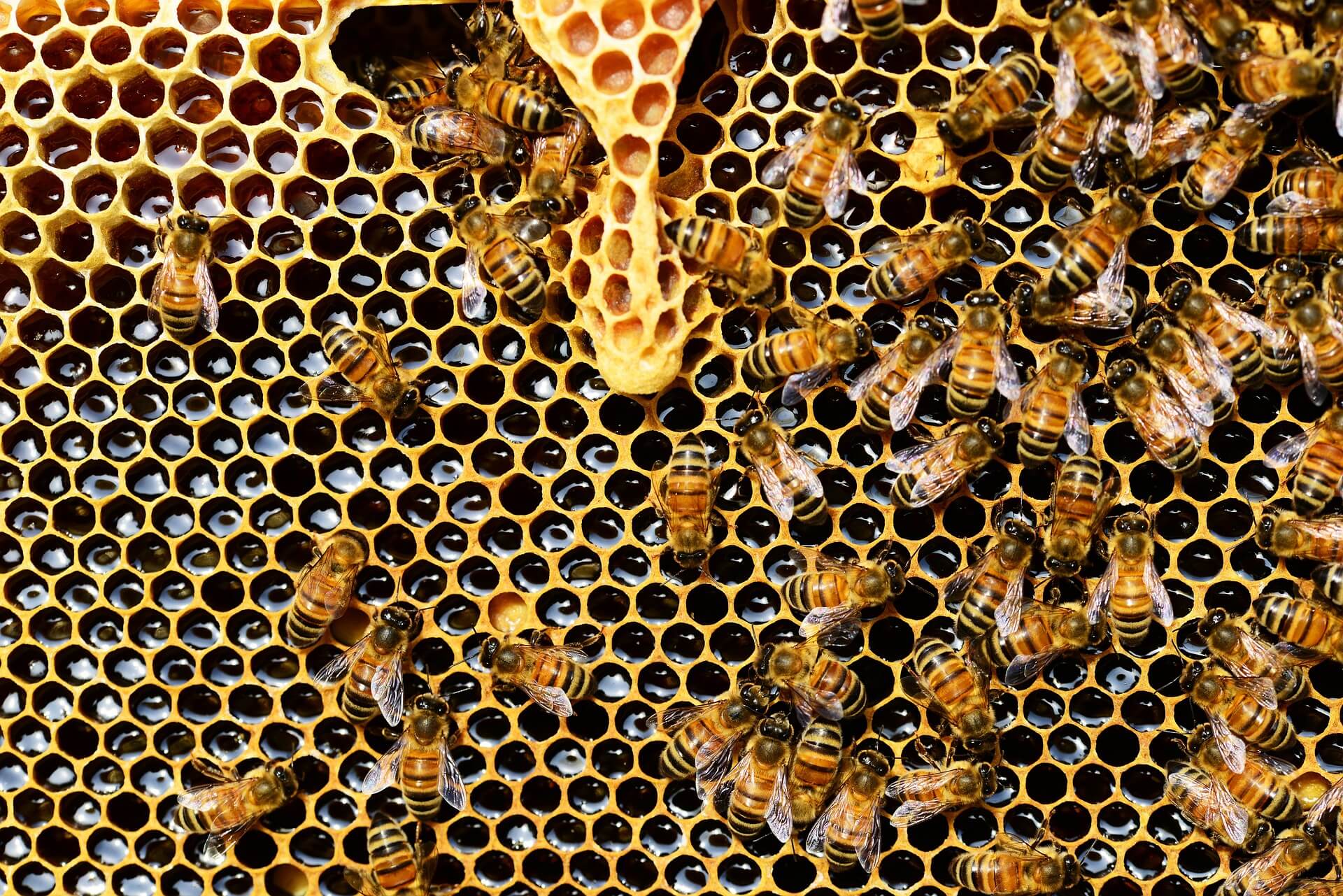 Golden Honeycombs