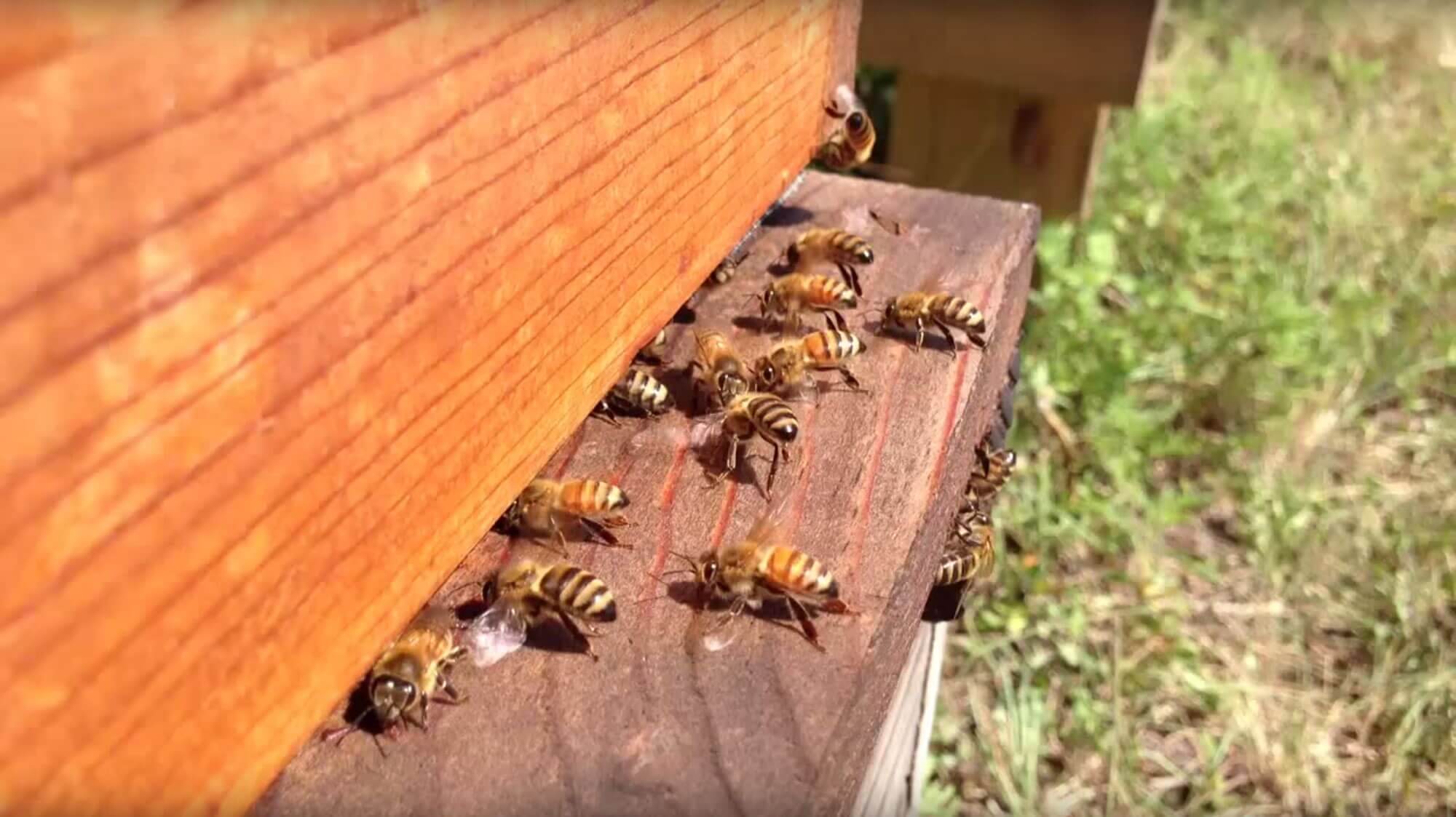 The Sweet Business of the Humble Honey Bee