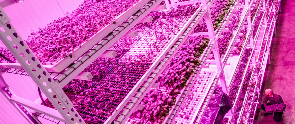 Dr_Rosie_Bosworth-vertical-farm-featured