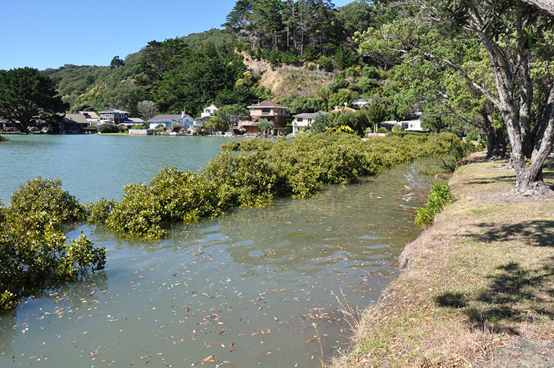 Marie_Brown-Waiwera_estuarine_ecosystem_King_Tide