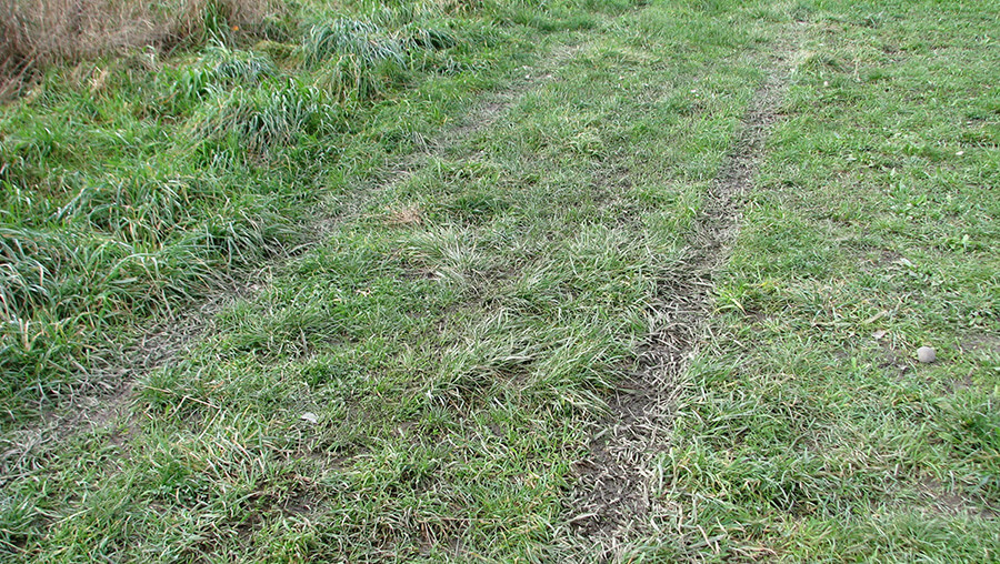 Photo 2: Tyre marks demonstrate soil erosion meaning soil is top of grass rather than under it. Soil erosion indicates no litter to prevent soil and nutrient/fertiliser movement.