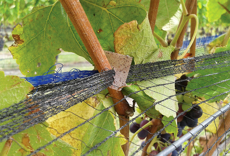 A grape marc biocomposite clip holding netting to protect ripening grapes in place