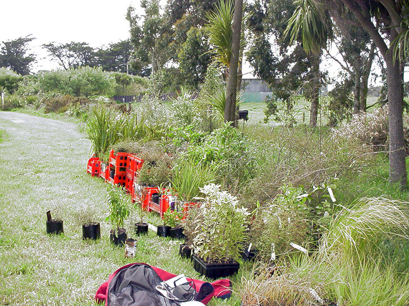 Riparian planting: plants ready to take to the Ngai Tahu stream.