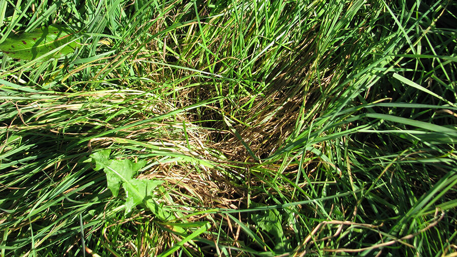 Photo 3: Green leaf livestock food, brown leaf soil food. The secret to effective pastoral water cycles is to leave enough pasture to cover the soil once livestock are gone. This means longer pastures prior to grazing and leaving higher post grazing residuals.