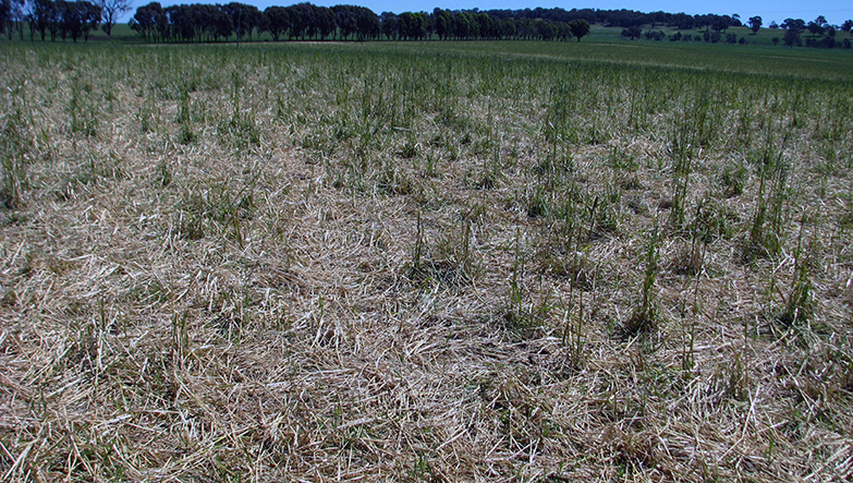 This oat crop near Eurimbula, NSW, was grazed to ensure litter covered bare soil between plants prior to planting next crop. Litter insulates soil against weather allowing soil surfaces to remain porous and not dry out. Sowing directly into litter reduces weed competition and favours sown seeds.