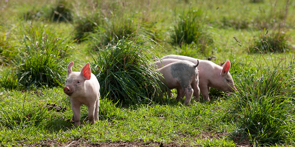 Can Informed Bacon Buyers Change How We Farm in New Zealand?