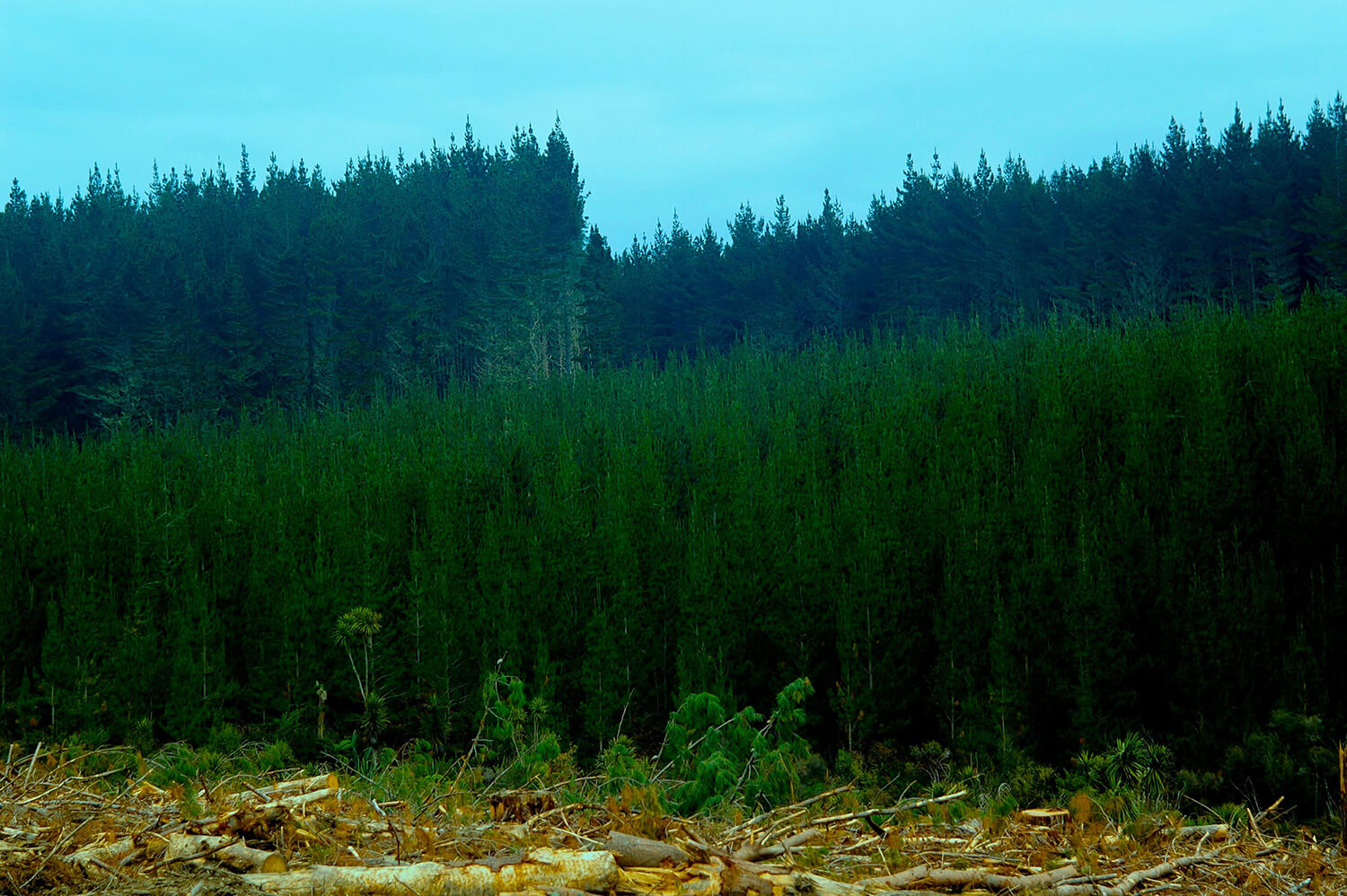 New Zealand’s foresters should not be punished for managing their forests sustainably