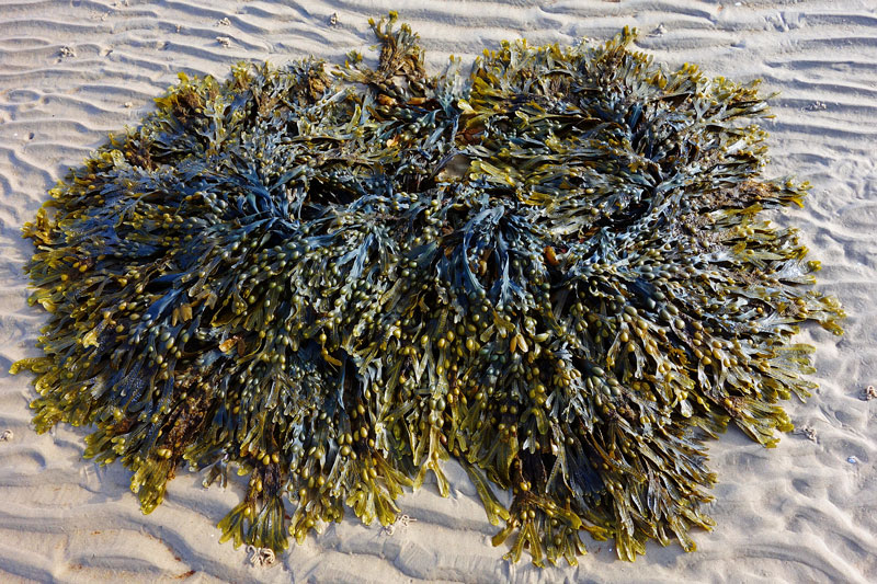 Seaweed-seaweed-1