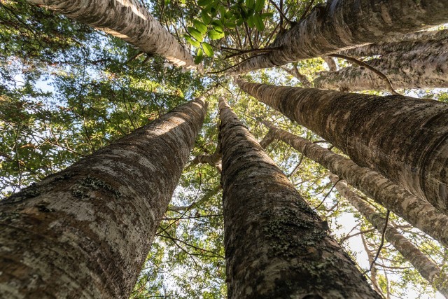 Te Uru Rākau Forest Industry Transformation Plan