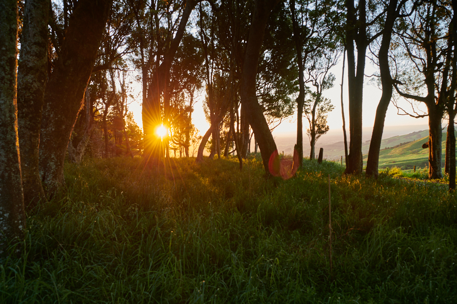 Valuing Native Forest on Private Land