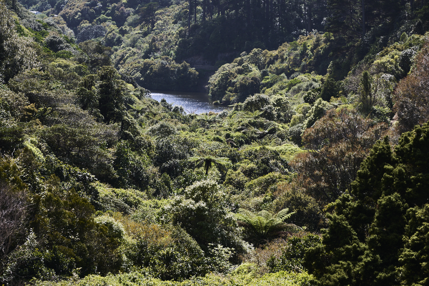 Protect and restore – both approaches are required for New Zealand indigenous forests