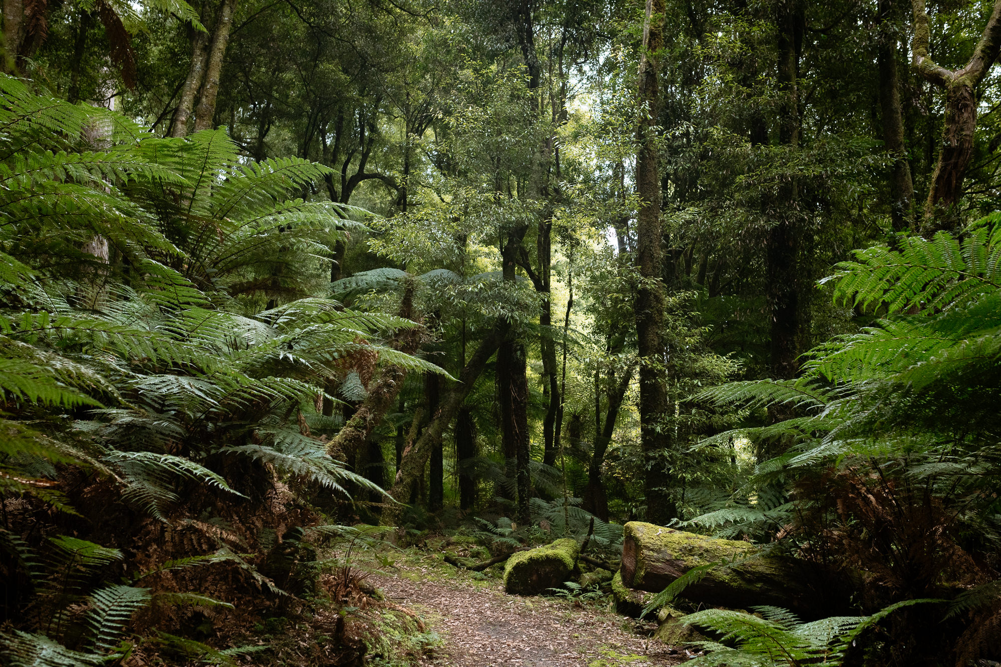 Ten asks from the Government to enable progress on Recloaking Papatūānuku