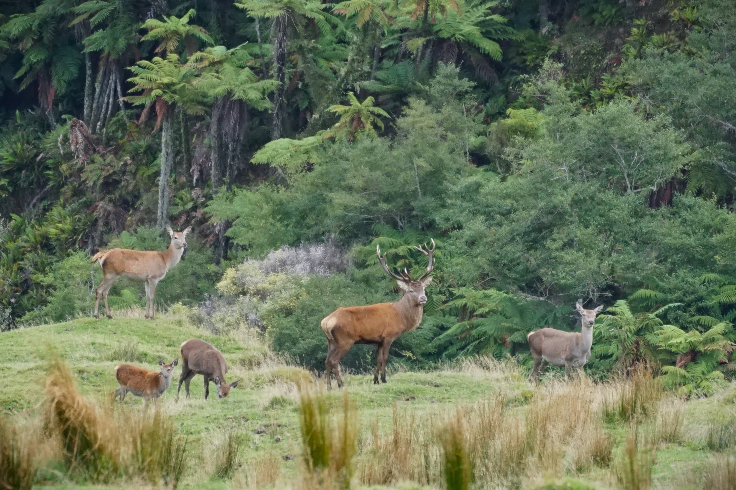 The ungulate dilemma facing Recloaking Papatūānuku