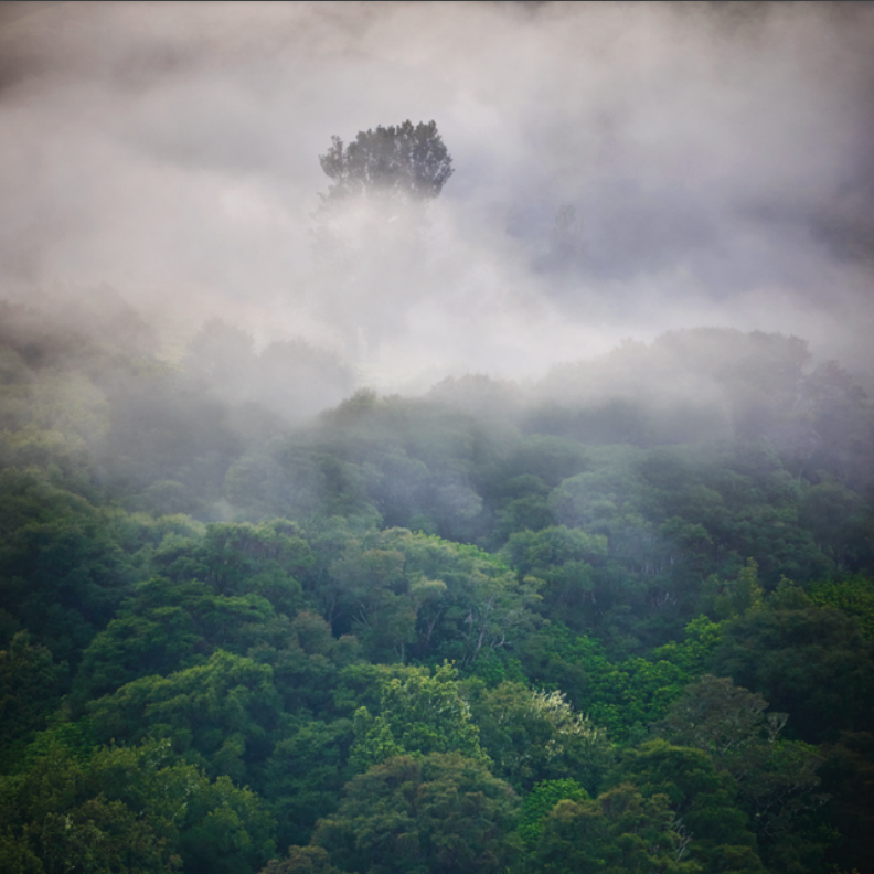 Policy Brief: How Thinking Like A Forest Can Build Climate Resilience Throughout Aotearoa New Zealand.