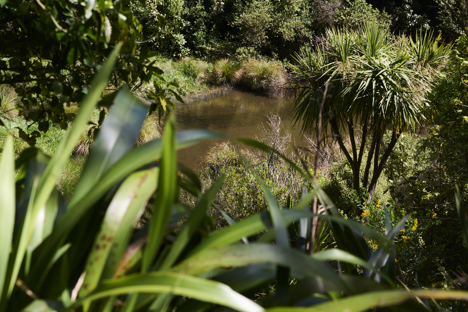 The Role of Wetlands in Mitigating Extreme Weather Events